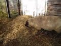 Sheepies and lambs