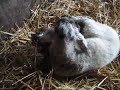 Sheepies and lambs