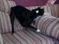 Boston Terrier video