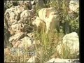 رحلة الفقع عام 1418 عام الخير والسعاده برفقة الوالد يرحمه الله  من تصوير واخراج خالد العوض