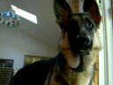 Extreme Dog Attack! Must Watch!