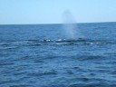 Whale Watching Gulf of Maine Oct. 2008
