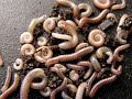 Millipedes