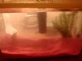 My New Goldfish Tank