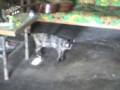 videos de kasih sayang ibu best mother ever,,,