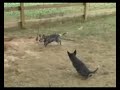Australian   Cattle   Dog  puppies playing tug toy