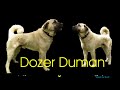 Kangal delmenhorst 2