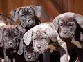 CANE CORSO PUPPIES  DELUXE by EDUARDO DUR�N HAEDO