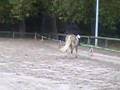 MiMi et Gai luron Dressage aux mazieres