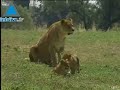 Leones en el Safari de Ramat Gan
