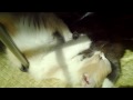 two playful Cute KITTENS playing