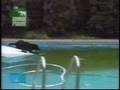 Dog In Pool