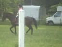 Dewey, 3yr tb gelding and Black Horse