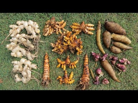 how to harvest yacon