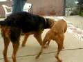 Airedale Terrier video