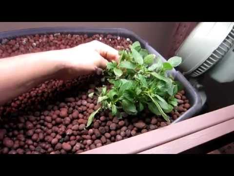 how to transplant mint plant