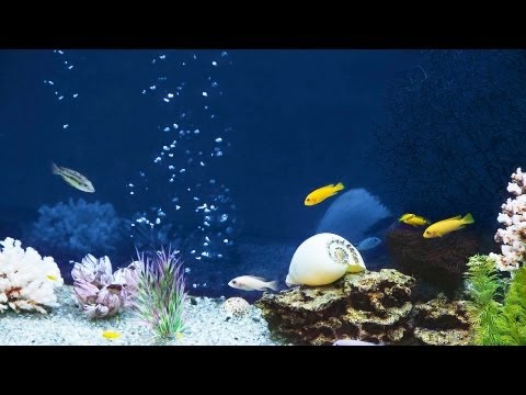 how to fill fish tank