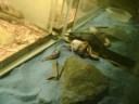 SAND BOA EATING 2 SAND BOA EATING 2
