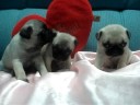 PUG PUG