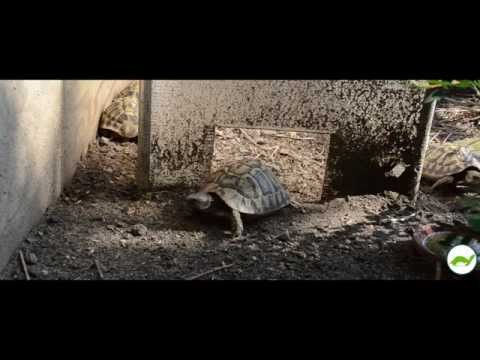 YouTube reptile video