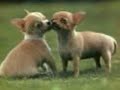 Fave Animals {Ferrets n Chiwawas}