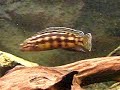 Neolamprologus Pulcher Daffodil