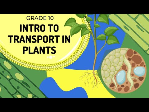 INTRO TO TRANSPORT IN PLANTS | The Root Hair Cell