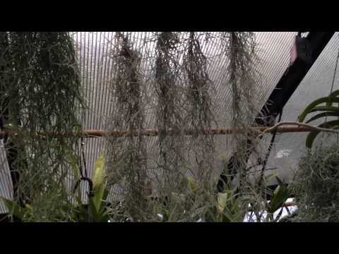 how to fertilize moss