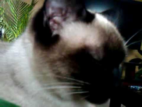 siamese yawn