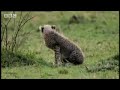 Click here to watch this video Cheetah vs lion - BBC wildlife.