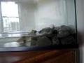 BULLFROG-BUBBA-EATS-