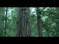 Muir Woods - Redwood Trees