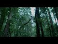Muir Woods - Redwood Trees
