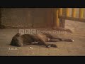 strays part 2 / another day in paradise
when we look at our dogs we should realise our dogs live in paradise compared to the stray dogs world wide,
abandoned by man then ignored by man to suffer on the streets also killed by mass dog culls in many countries 
firstly abandoned by man they are a victim of man and his ignorance until their death.
strays have a hard enough life to begin with being unwanted chased from places and abused then a sick artist takes a stray off the street to starve the dog to death in the name of 