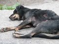 stray-dogs-part-2-another-day-in-paradise.html