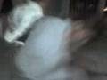 videos de PEDRO VS CHIP,CRUZ VS IVAN