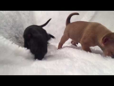 Sophia is the tinest cutest little Chihuahua