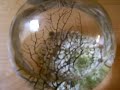 Ecosphere