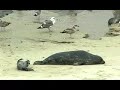 See Video