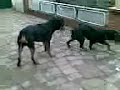 rottweilers BBA rottweilers BBA