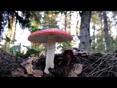 how to grow amanita muscaria
