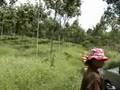 Issan thailand My village and rubber plantation