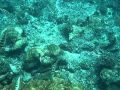 Snorkeling - Boracay - Philippines - YouTube