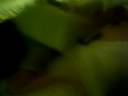 Diego Vs Scuppy 2