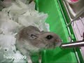 杜阿鼠喝水.mpg