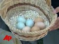 Hen Lays 'Eggs'-Tremely Rare Eggs