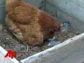 Hen Lays 'Eggs'-Tremely Rare Eggs