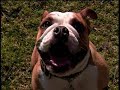 Rockwood the Frisbee Disc Catching Bulldog