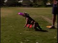 Rockwood the Frisbee Catching Bulldog