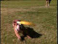 Rockwood the Frisbee Catching Bulldog